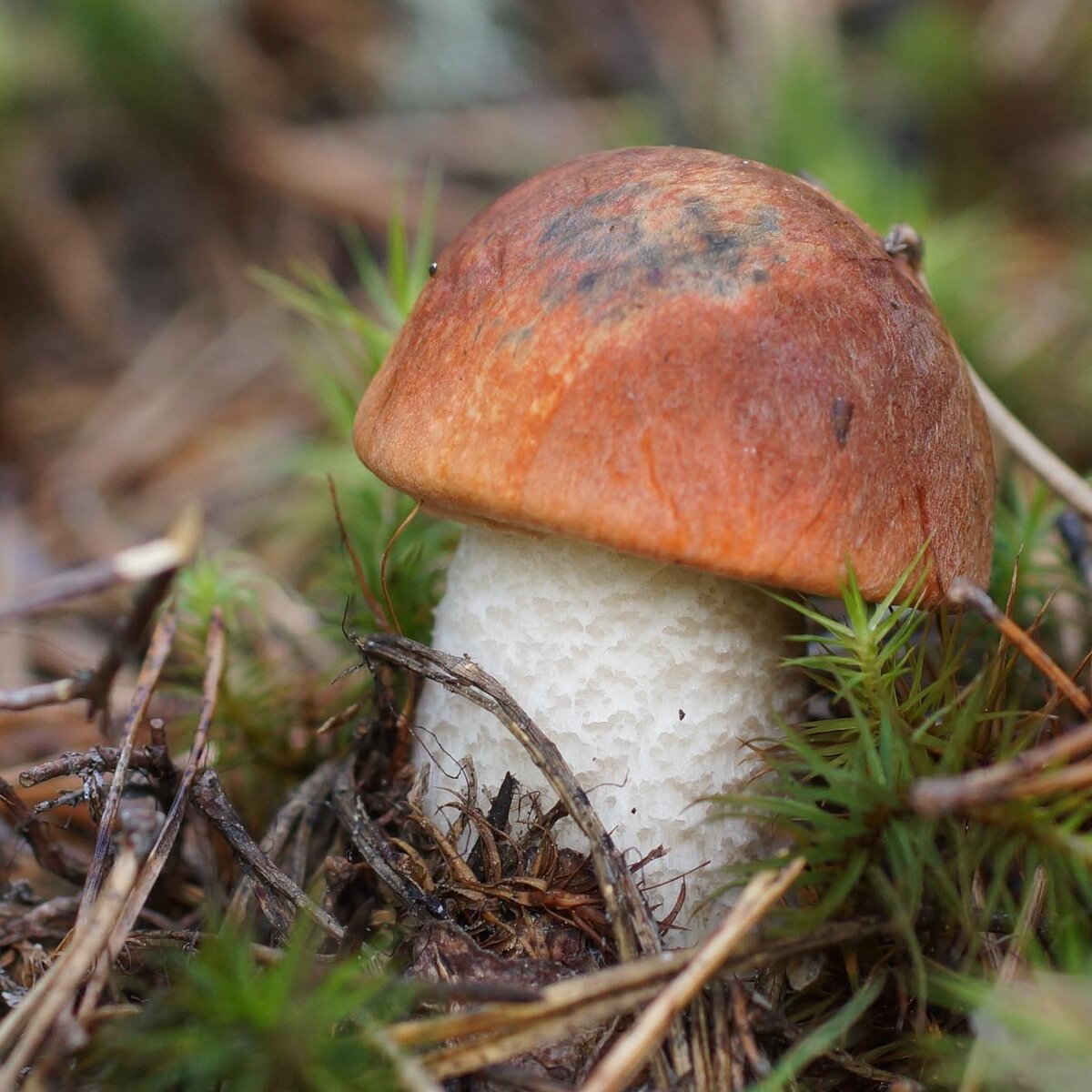 Leccinum vulpinum (Подосиновик сосновый)