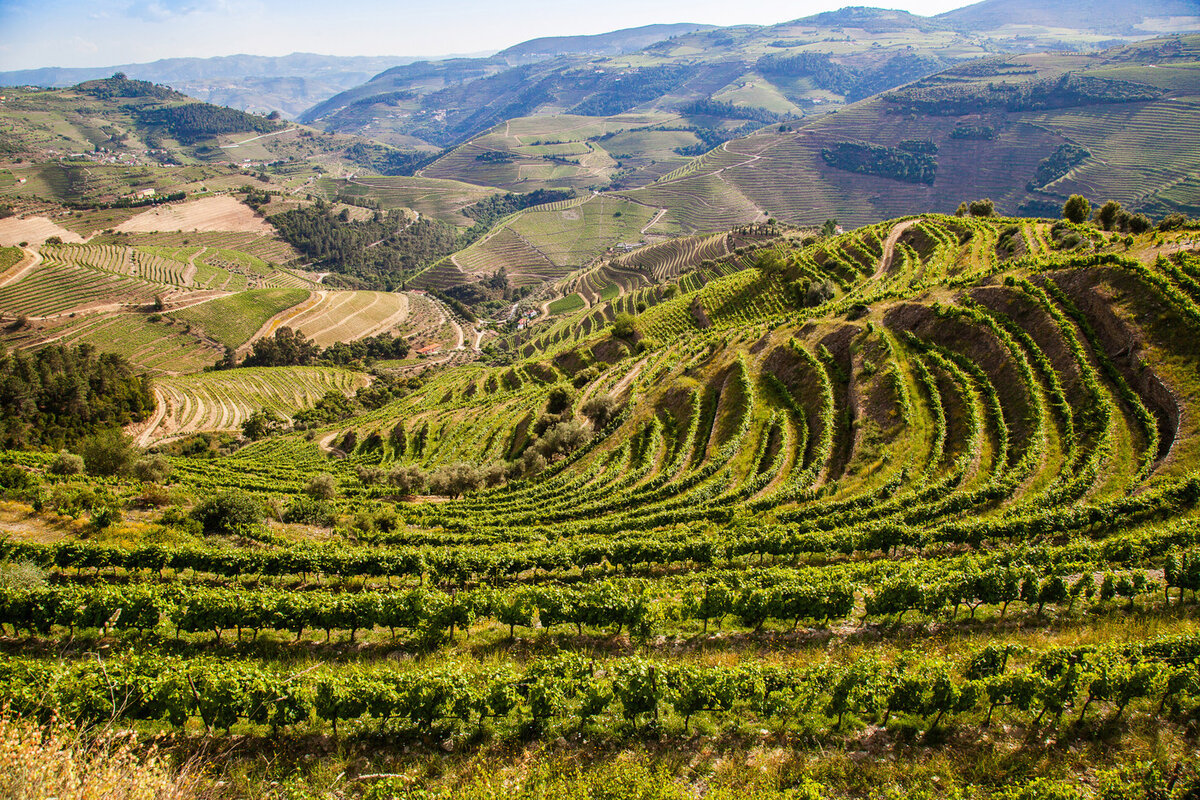 Сельское хозяйство. Сельскохозяйственные культуры. Португалия плантации. Новая зеландия виноградники. Азорские острова виноградники.