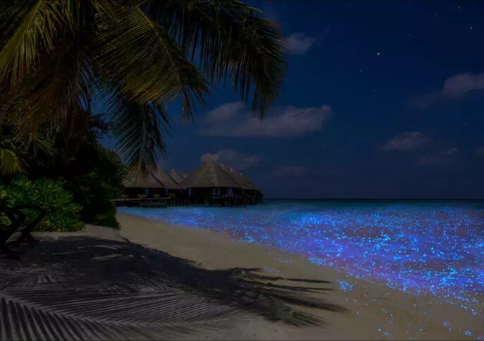 Остров Ваадху-филиал звездного неба на земле. Светящиеся пляжи и безграничный Индийский Океан. Уникальная природная иллюминация в действии. 
