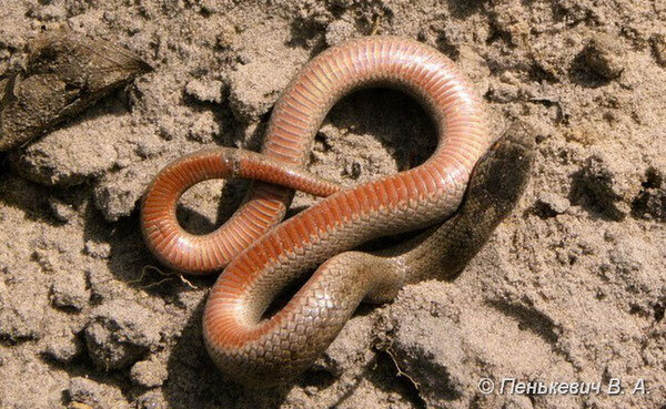 А это медянка.