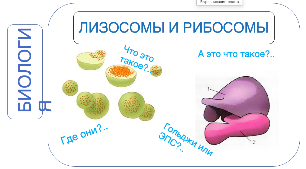 Лизосомы рибосомы аппарат гольджи. Строение структура лизосомы. Сравнение рибосомы и лизосомы. Схема вакуолярной системы клетки. Строение и функции рибосом и лизосом.