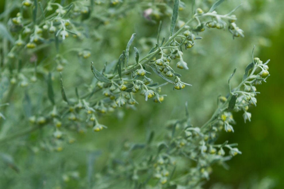 Полынь - полезные свойства и применение