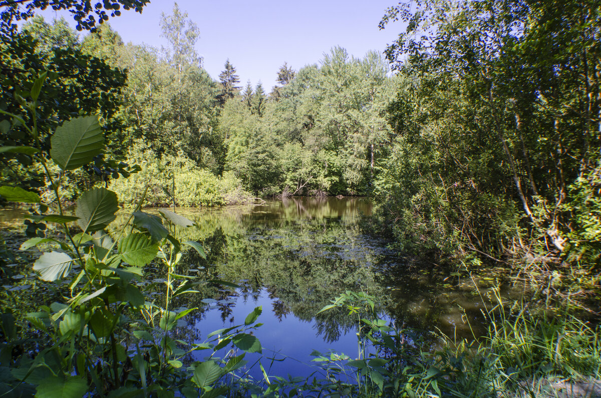 Тихо... На пруду только рыбаки и ты