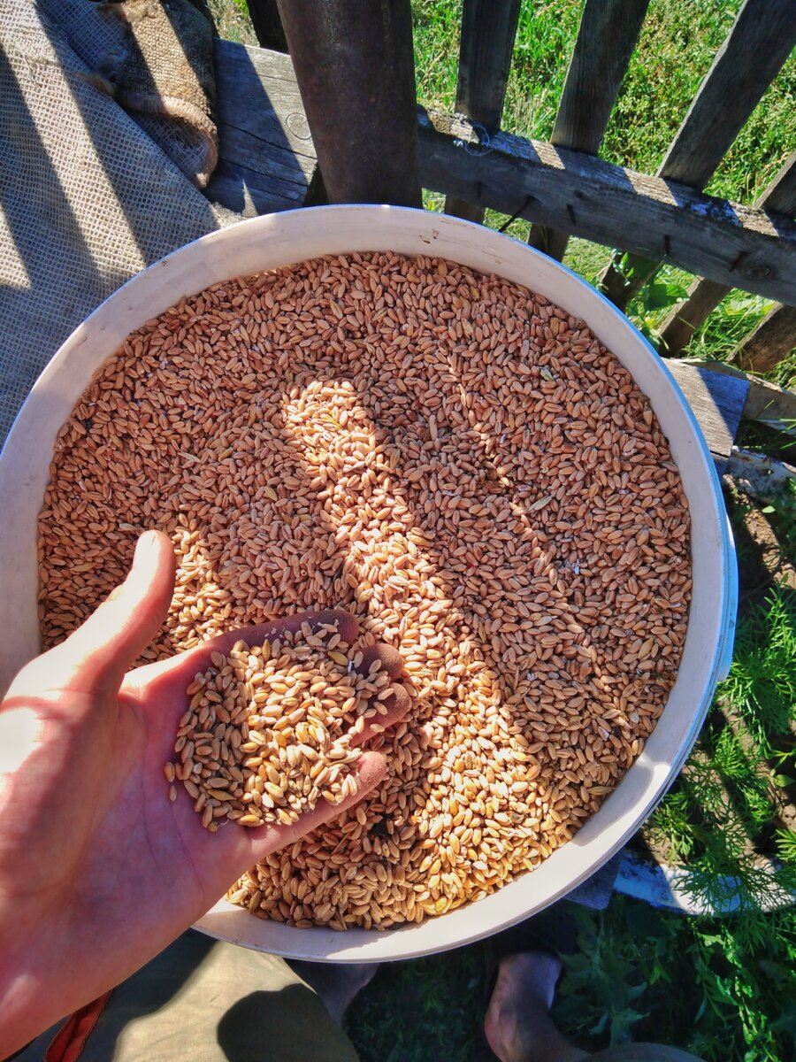 Пшеница.