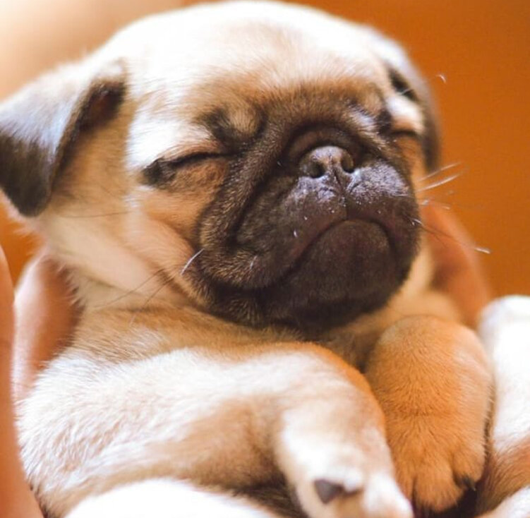 С большой вероятностью мопс будет храпеть, если у него будет лишний вес