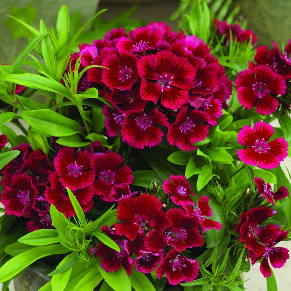                                                                               Турецкая гвоздика