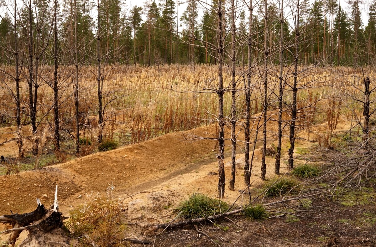 Лесовосстановление на вырубках