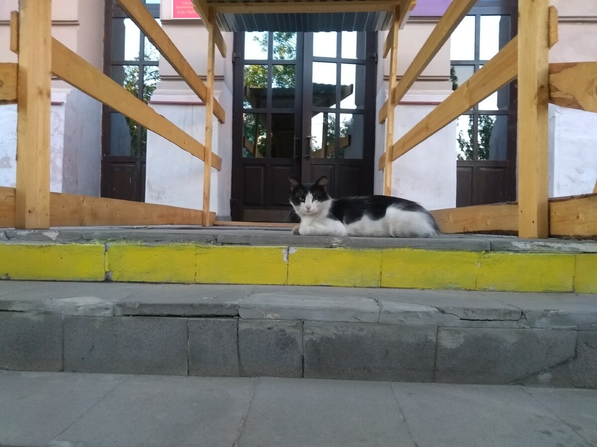 Мне понравилось, как он лежит на ступеньках)