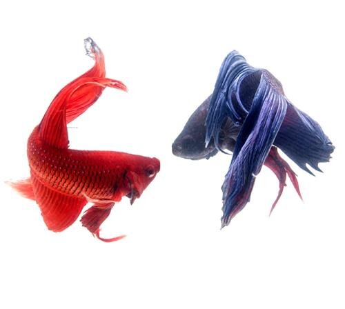 Вуалехвостые
