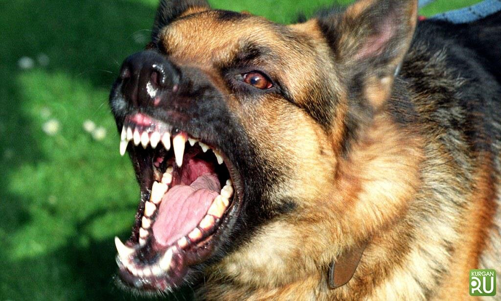 Фото из сети Интернет kurgan RU