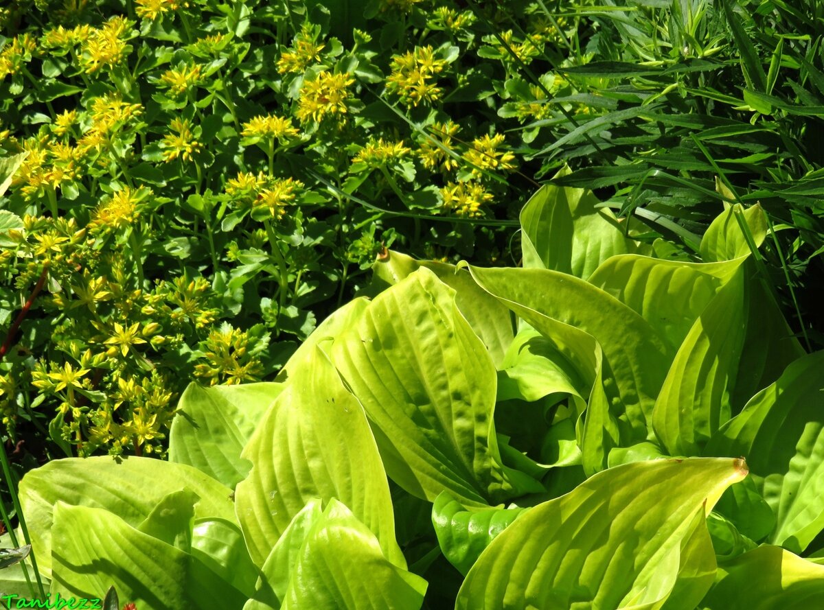 Хоста и живучник сихотинский