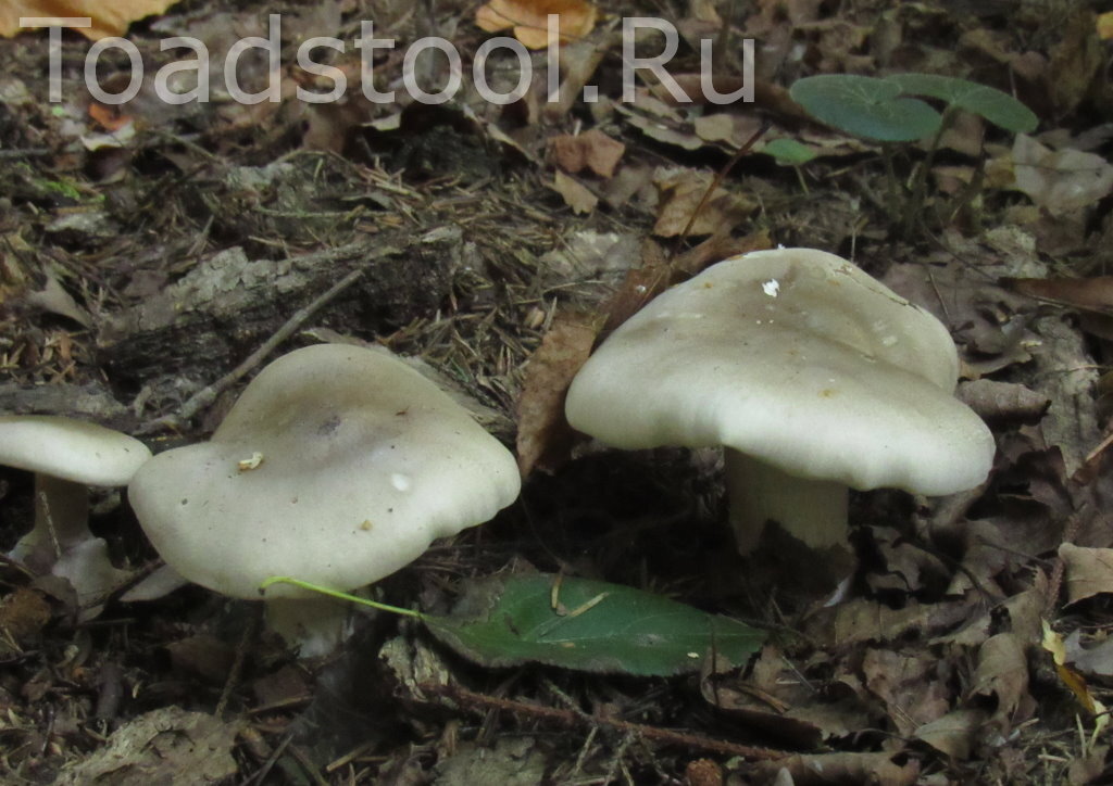 Дымчатая говорушка. Нормально, по вашему, для первого августа? (фото И.Лебединского)