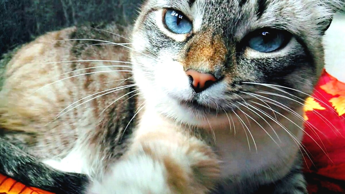 Кот Беляшик