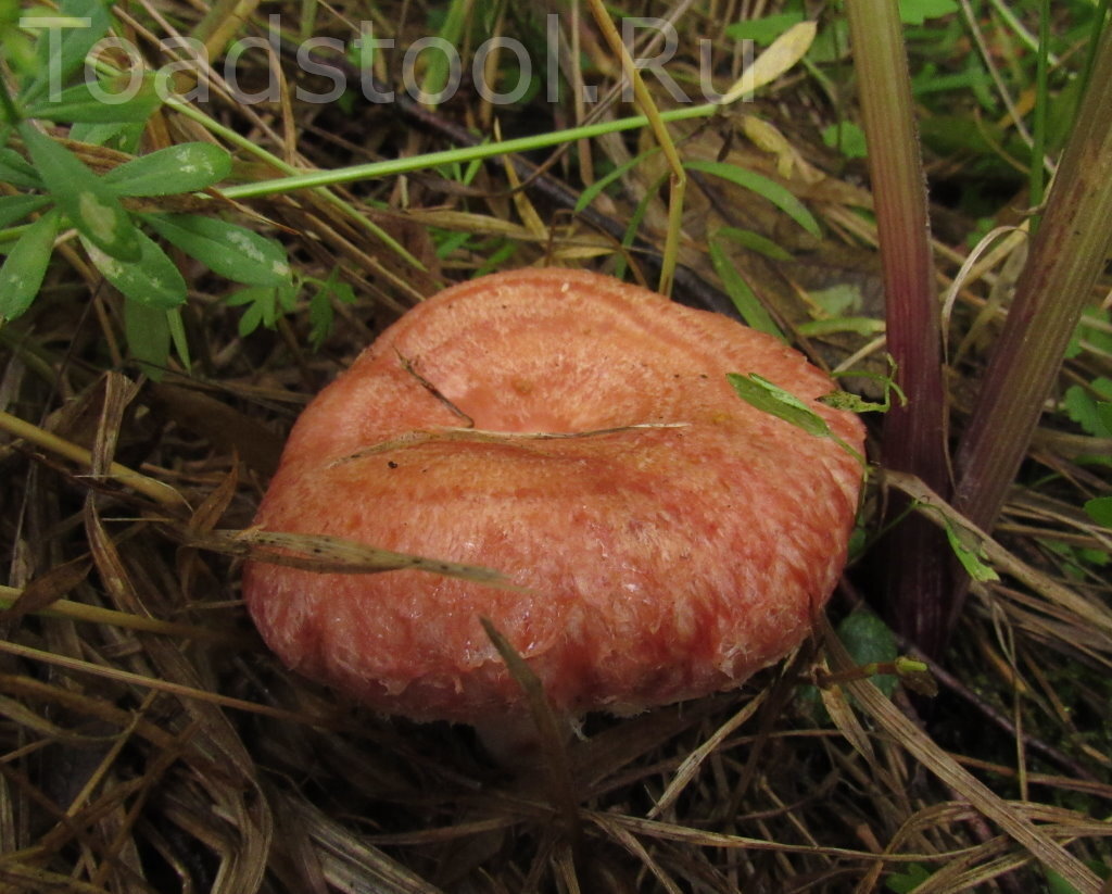 Розовая волнушка, конечно, эффектнее белой (фото И.Лебединского)