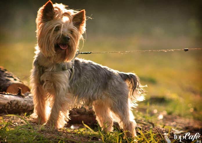   Маленькая собачка с комплексом Наполеона. Именно так зоопсихологи характеризуют йоркширских терьеров — самых маленьких в мире представителей декоративных пород собак.