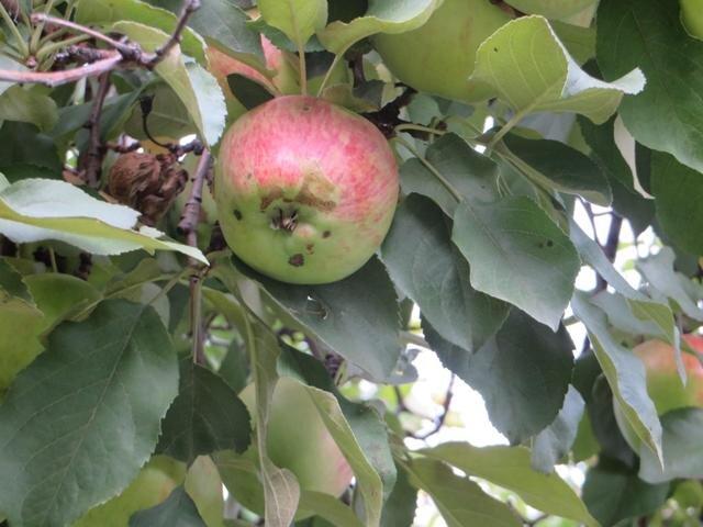 Почему гниют на дереве яблоки и как с ними бороться