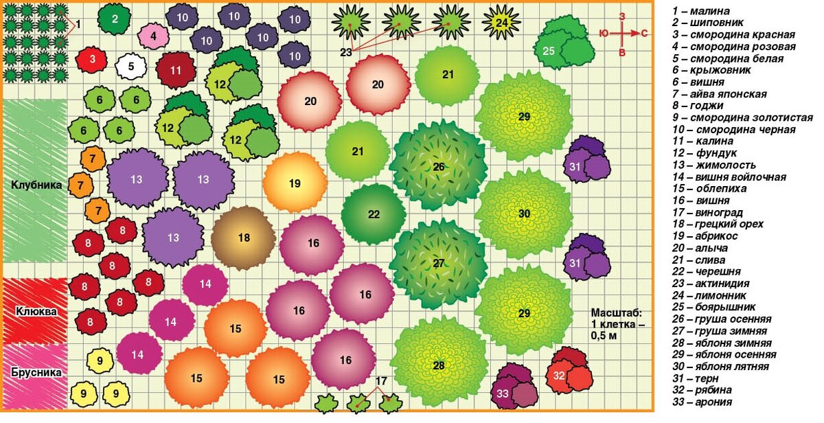 План сада. Рис.: Татьяна Еремина