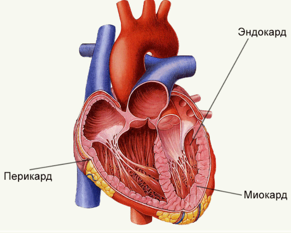 Сердечная мышца рисунок
