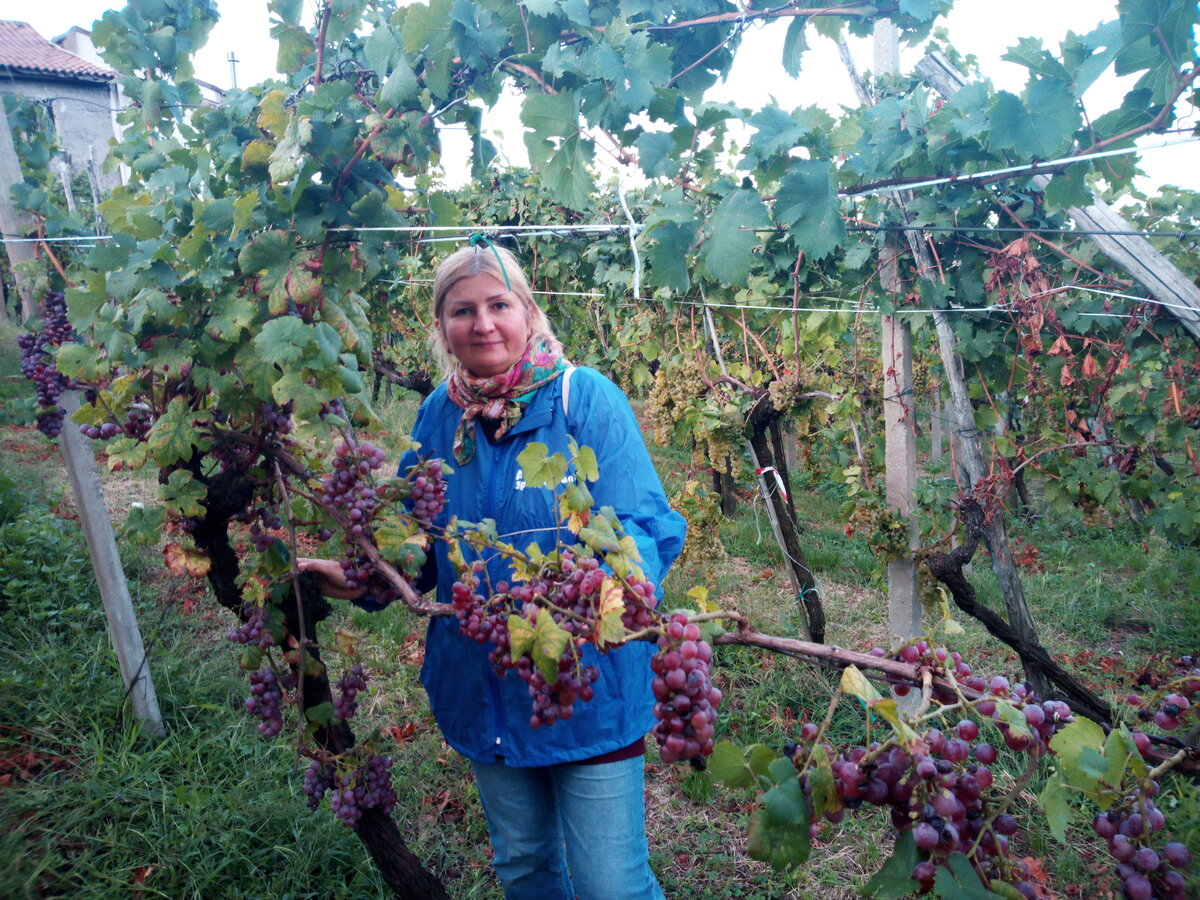 Вендеммия. Первый день. С утра на холмах прохладно.
