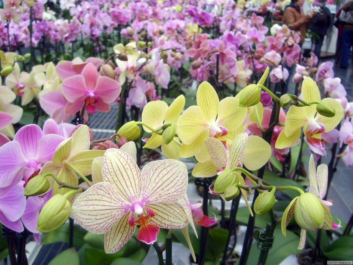 Разновидности орхидей (Источник: Яндекс.Картинки)