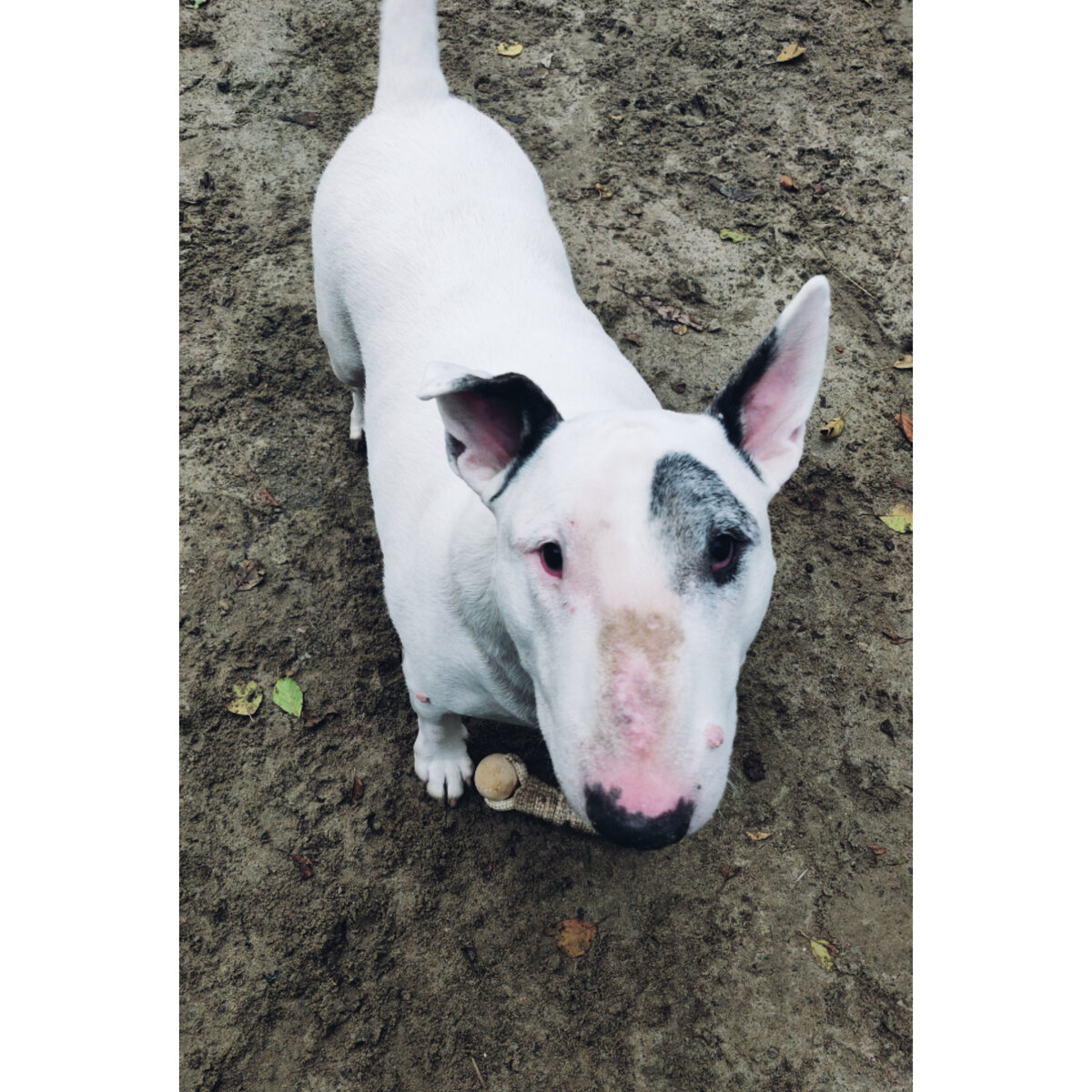 Беляш с любимой игрушкой на прогулке 