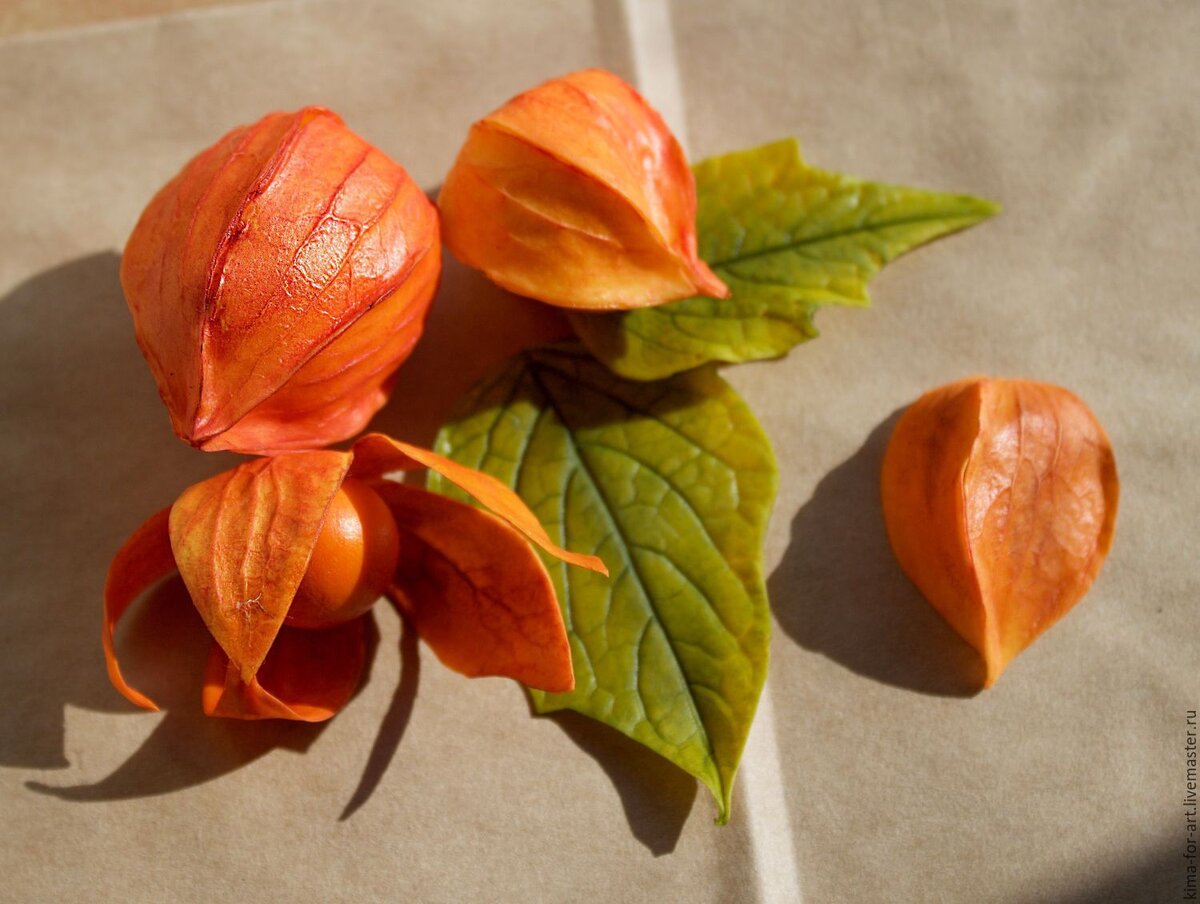 зрелый плоды физалиса