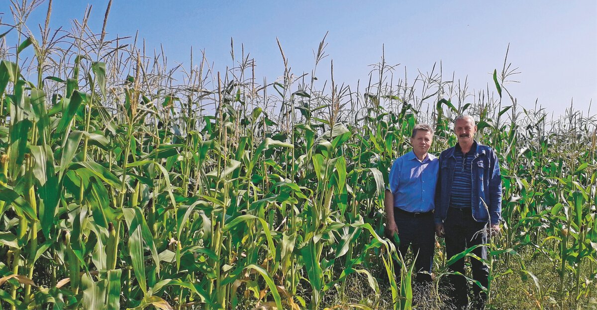Технология возделывания кукурузы на силос в Приморском крае