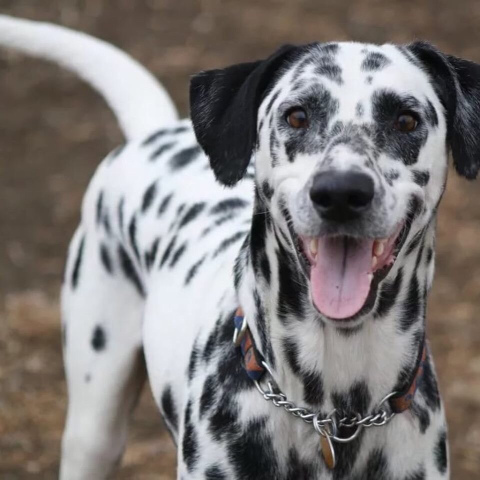 Собака далматинец. Собака далматинец. Далматинец дог королевский. Далматин собака. Порода собак пятнистая черно белая.