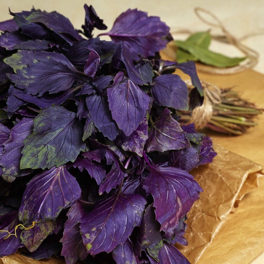 Базилик фиолетовый (арарат, ереванский): польза и вред для здоровья