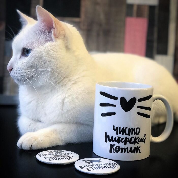 Источник: www.instagram.com/achillcat