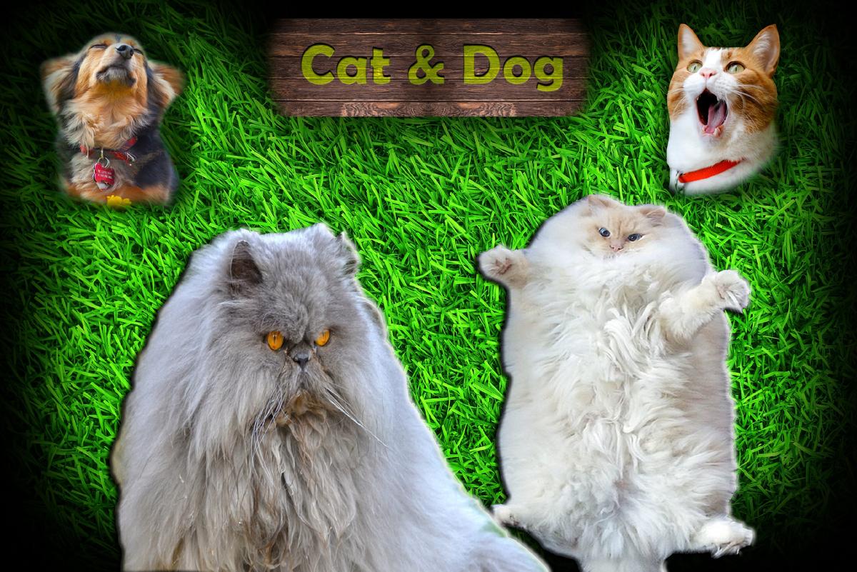 Иногда путаешь то ли это облачко то ли кот