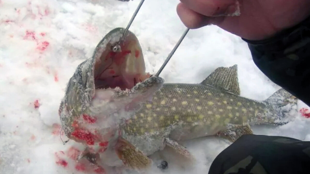 Трофейная щука