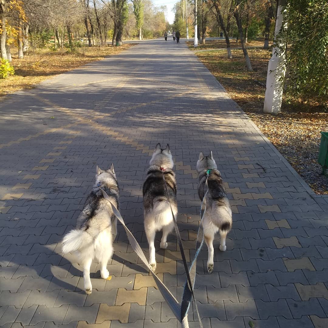 Гулять с воспитанными собаками не трудно в любом количестве