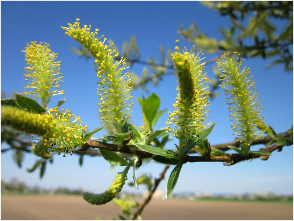 Растений 9. Ива белая соцветие. Salix Alba. Salix Alba цветение. Salix Alba l..