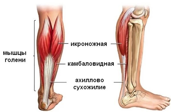 Сухожилия икроножной мышцы анатомия