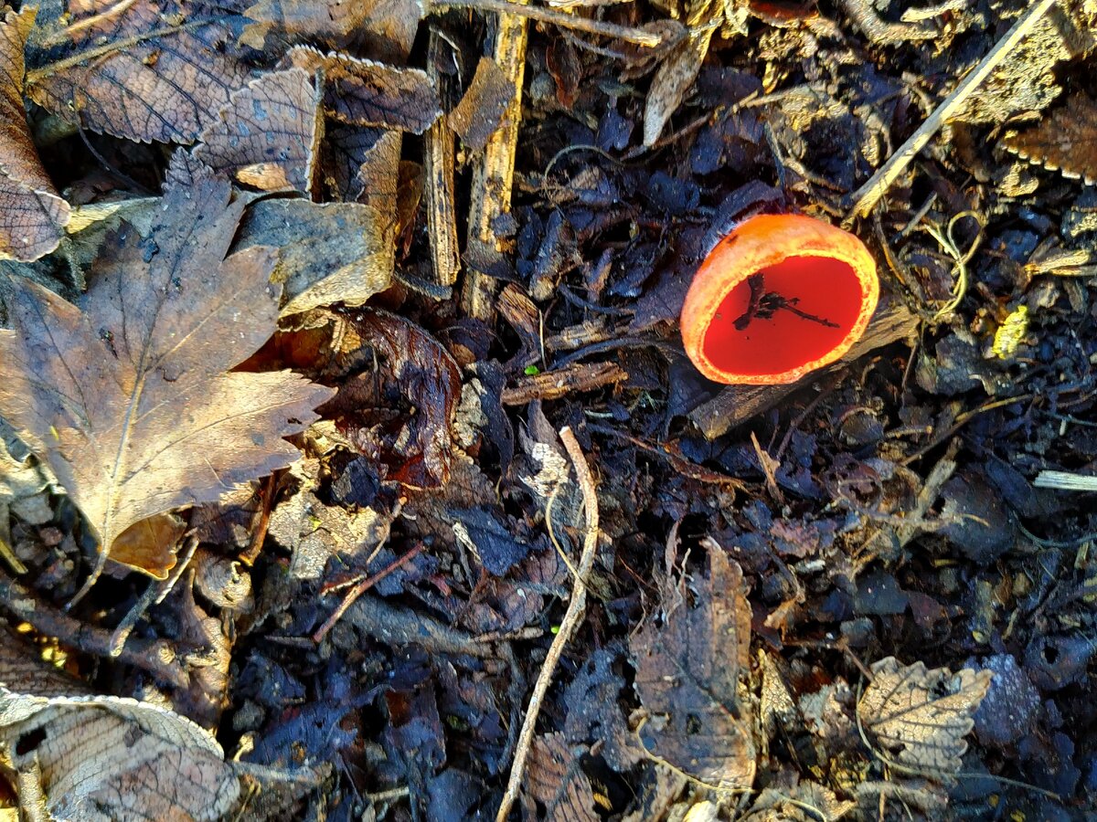 Саркосцифа алая.