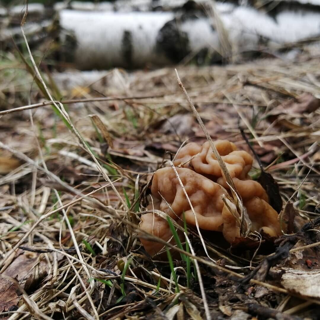 Первые грибы весной название. Ранние весенние грибы. Первые весенние грибы. Весенние грибы съедобные. Весенние пластинчатые грибы.
