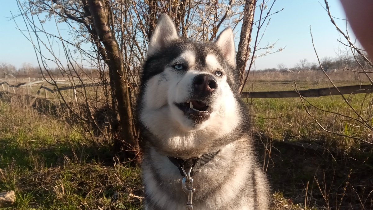 Мой пёс Бэст.