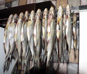 Карась относится к семейству карповых. В природе они могут вырастать до 5 кг. Вкус мяса зависит от места его обитания и рациона. Ещё с советских времён россиянам полюбился вяленый карась. Самое лучшее время для самостоятельной засолки и сушки — это осень и зима.