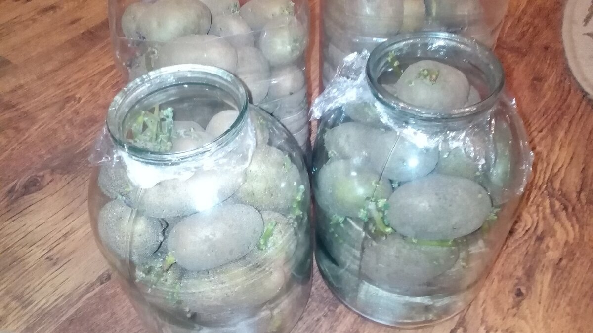 Яровизуем картофель. Фото автора