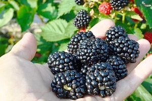 Крупную и вкусную черную ягоду можно ежегодно собирать в собственном саду, но при этом важно выполнять несложные мероприятия по уходу за ежевичными посадками, что позволит не только лакомиться вкусными ягодами, но и поможет не превратить сад в непролазные дебри, ведь кустарник имеет тенденцию хаотично и быстро разрастаться.