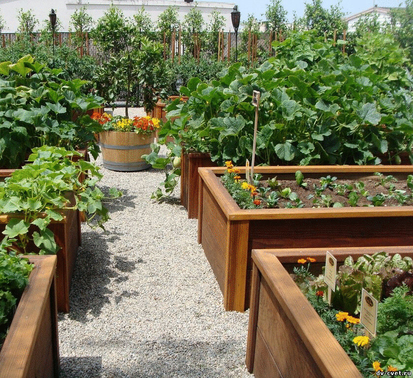 Капиллярные грядки