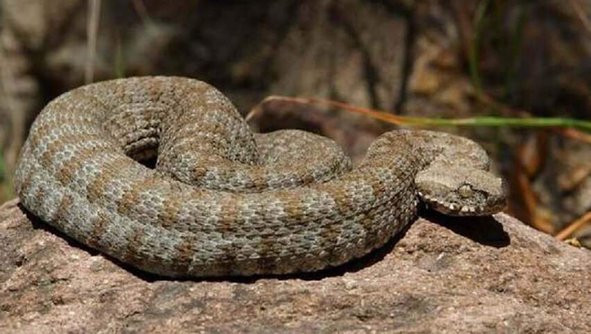 Гюрза обитает в самых различных местах.
