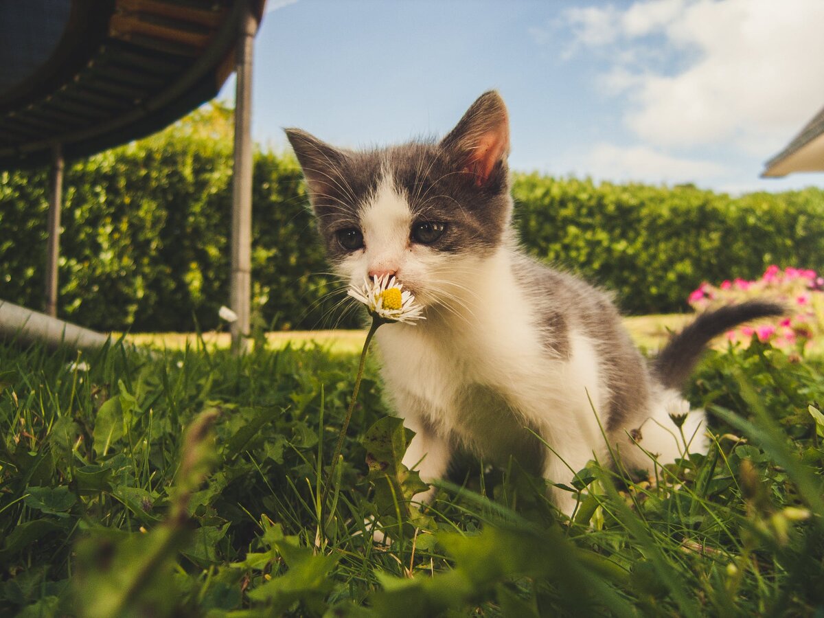 https://www.pexels.com/photo/white-and-grey-kitten-smelling-white-daisy-flower-1472999/