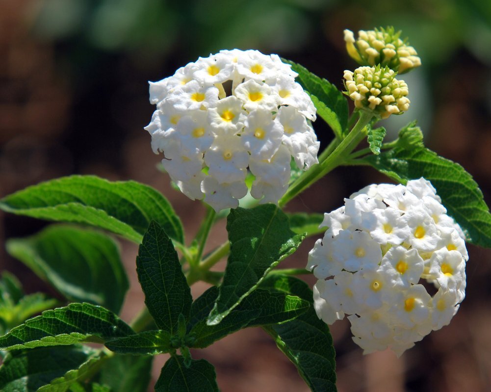 Lantana trifolia