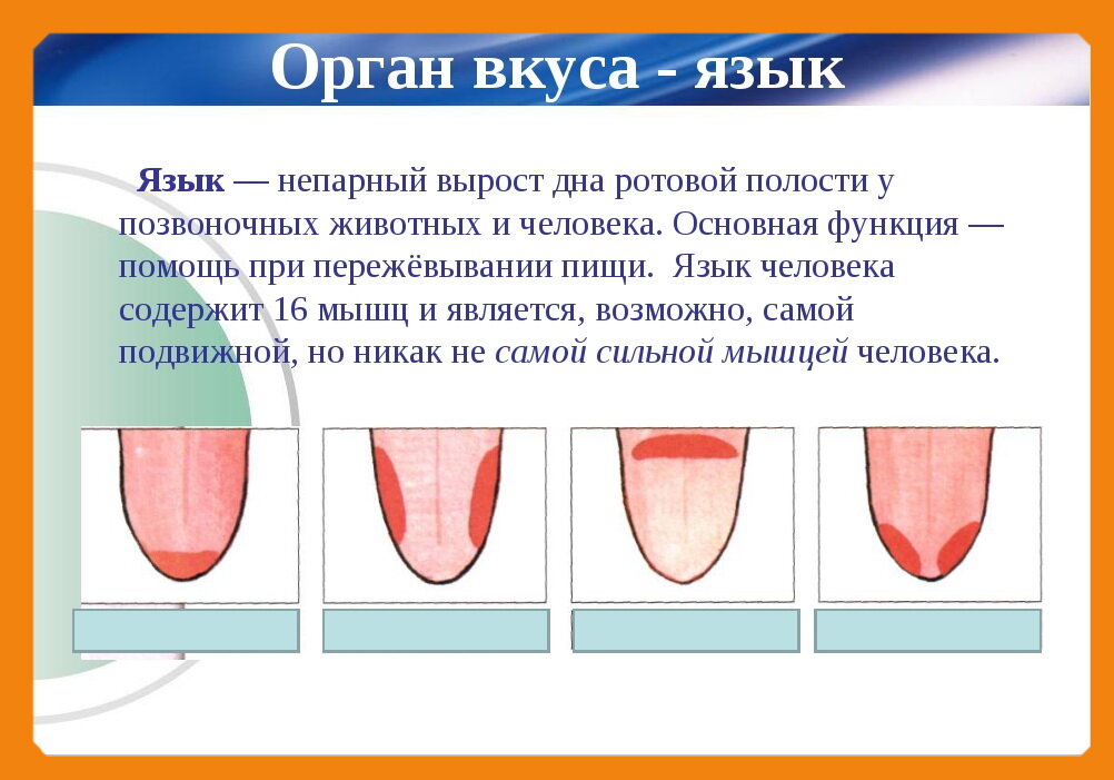 Окружающий мир 4 класс язык. Язык орган чувств. Сообщение о органе чувств язык. Язык орган вкуса доклад.