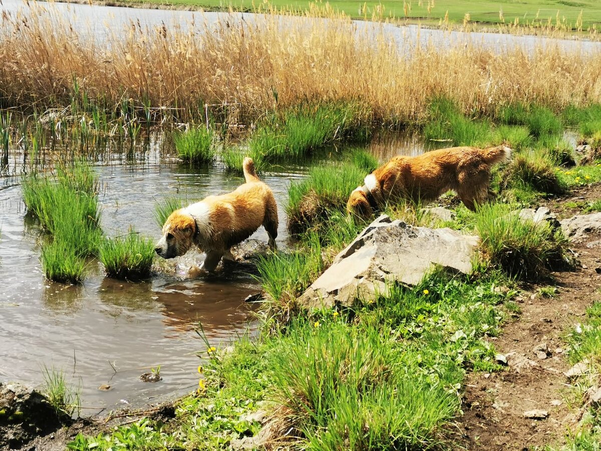 Щенки среднеазиатской овчарки питомника "Белый Лекарь" собираются нырнуть. https://vk.com/beliy.lekar
