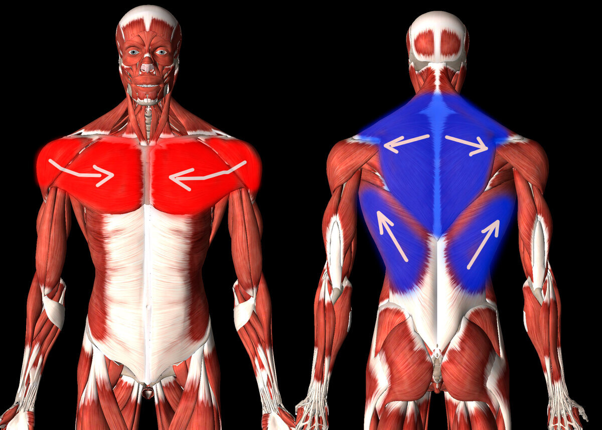 Повышение мышечного тонуса skinlift ru. Мышечный тонус. Тонизируются мышцы. Гипертонус мышц. Мышца в гипертонусе.