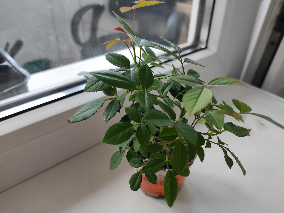 Моя малышка 