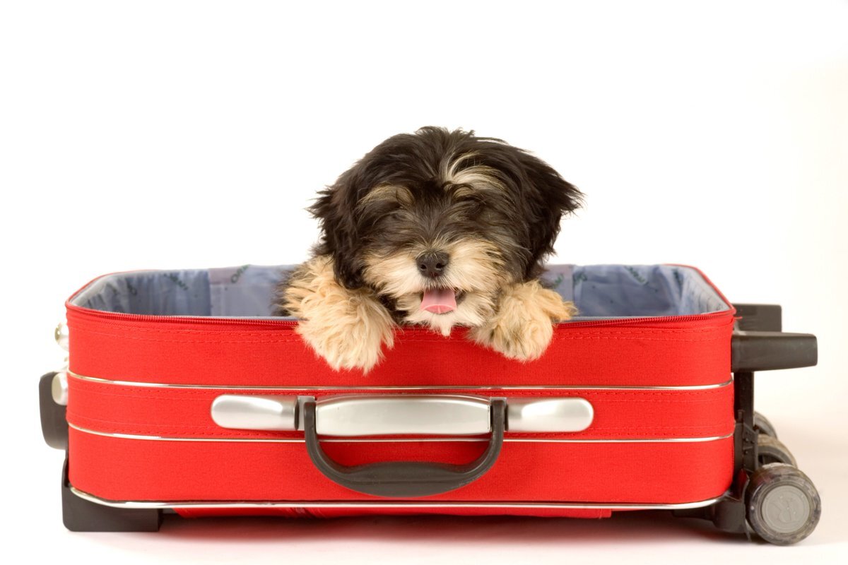 Собачка с чемоданом